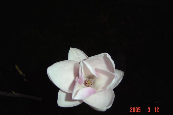 magnolie 13 apr. seara - flori de primavara