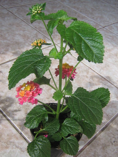 lantana