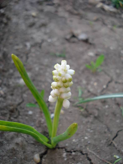 Muscari botryoides Album (2009, Apr.07)