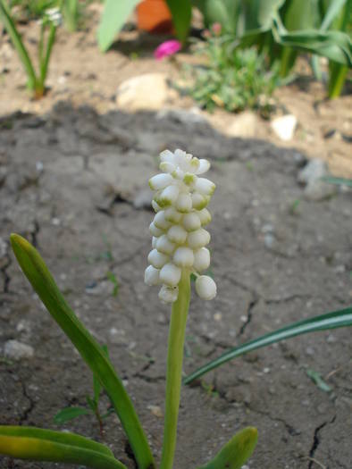 Muscari botryoides Album (2009, Apr.08)