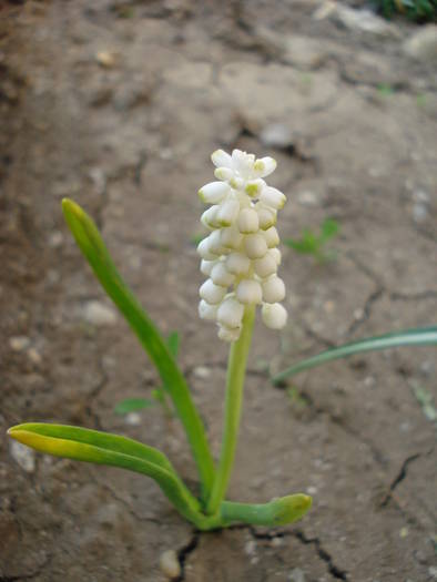 Muscari botryoides Album (2009, Apr.09)