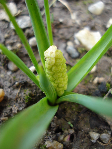 White Grape Hyacinth (2010, March 29) - Muscari Album