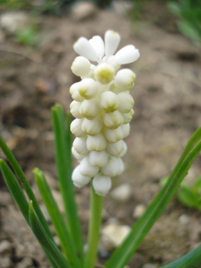 White Grape Hyacinth (2010, April 05) - Muscari Album