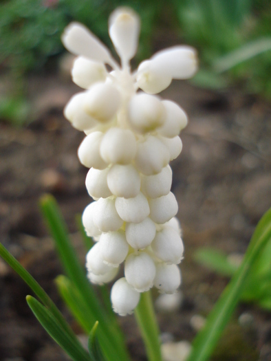 White Grape Hyacinth (2010, April 08)