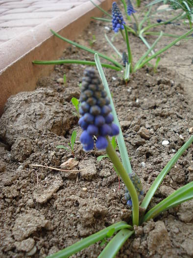 Muscari armeniacum (2009, April 09) - Muscari Armeniacum