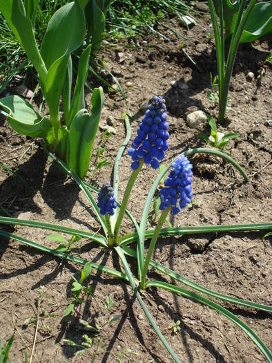 Armenian Grape Hyacinth (2009, April 16)