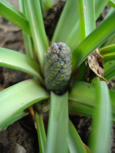 Armenian Grape Hyacinth (2010, Mar.29)