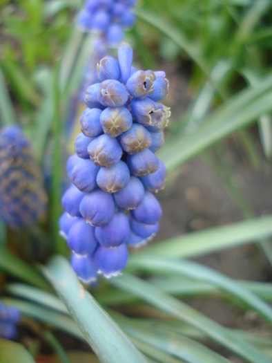 Armenian Grape Hyacinth (2010, April 08)