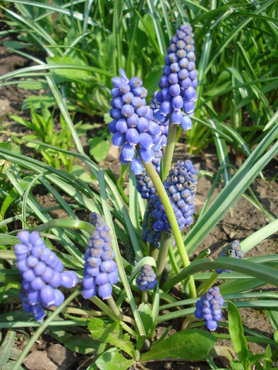 Muscari armeniacum (2010, April 09)