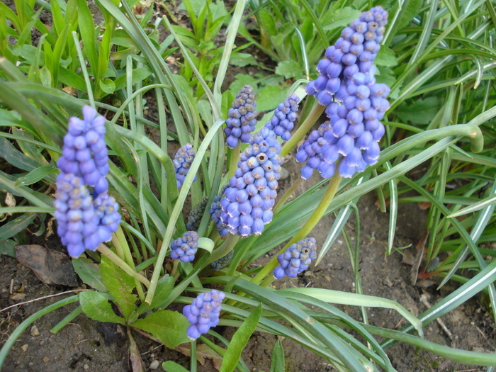 Muscari armeniacum (2010, April 10) - Muscari Armeniacum