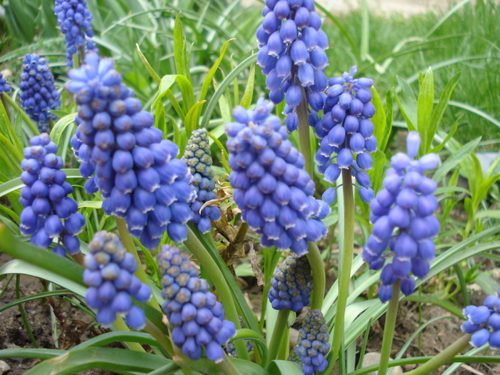 Muscari armeniacum (2010, April 11)