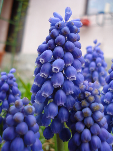 Muscari armeniacum (2010, April 14)