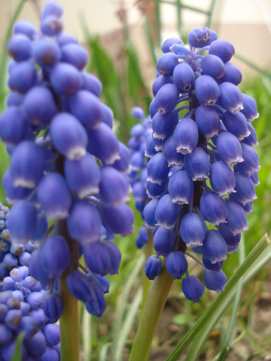 Muscari armeniacum (2010, April 14)