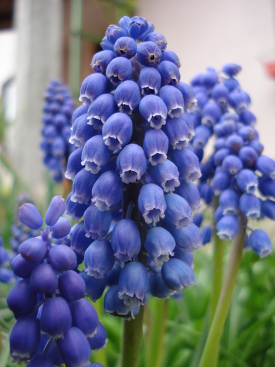 Muscari armeniacum (2010, April 14) - Muscari Armeniacum