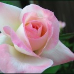poze-trandafiri_roz-150x150 - trandafiri