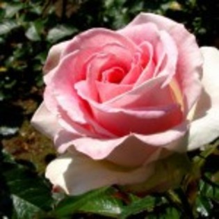 wallpaper_flori_roz_trandafir-150x150 - trandafiri