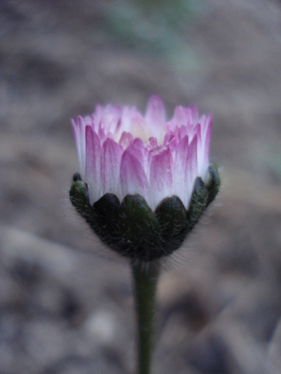 Bellis perennis (2010, April 13) - BELLIS Perennis