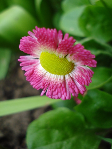 Bellis perennis (2010, April 14) Bellis perennis (2010, April 14)