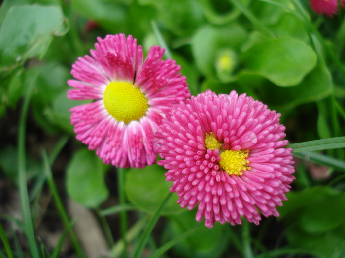 Bellis perennis (2010, April 14) Bellis perennis (2010, April 14)