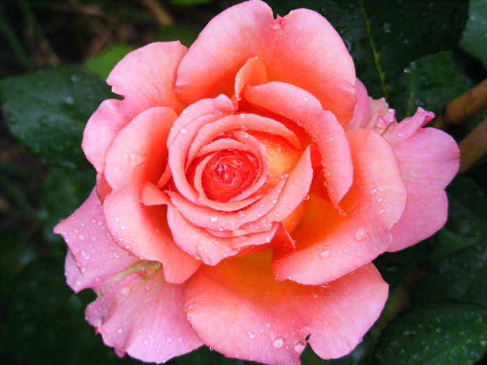 ALBRECHT DURER_ROSE; nu cred ca e catartor , dar are o tulpina foarte lunga
