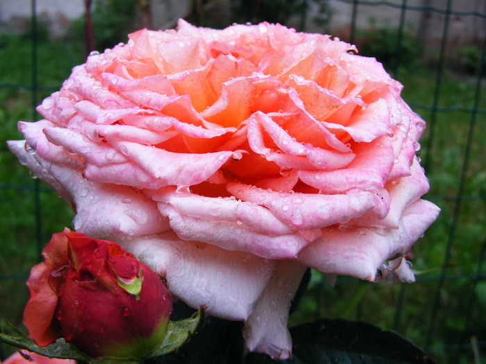 ALBRECHT_DURER_ROSE2 - TRANDAFIRI 2010