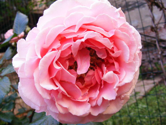 CHLOE_RENAISSANCE ROSE; florile sunt foarte mari tulpini foarte groase
