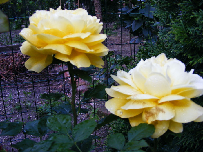 TOULOUSE LAUTREC; floare aproape rotunda; frumosi
