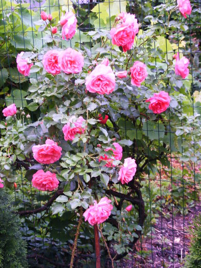 LEONARDO DA VINCI ROSE - TRANDAFIRI 2010