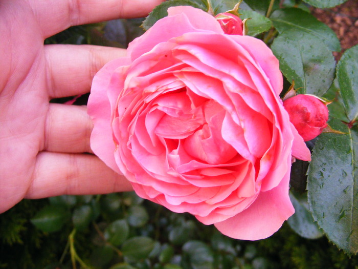 LEONARDO DA VINCI ROSE 2; leonardo da vinci
