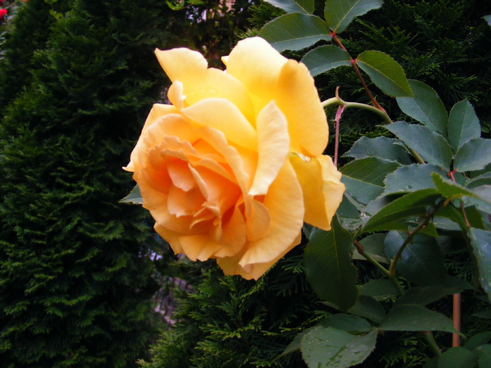 SOPHIA RENAISSANCE ROSE; foarte elegant
