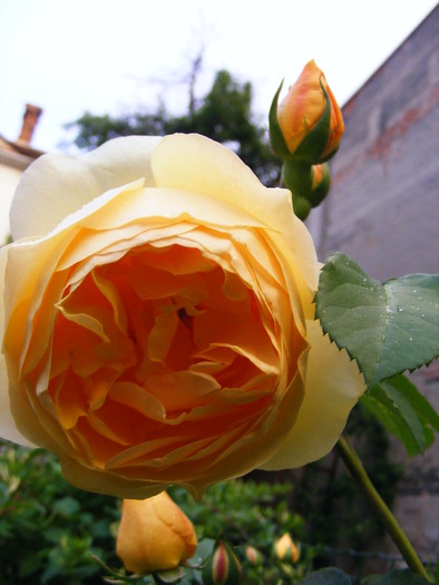 GRAHAM THOMAS ROSE-climber; toulouse lautrec rose
