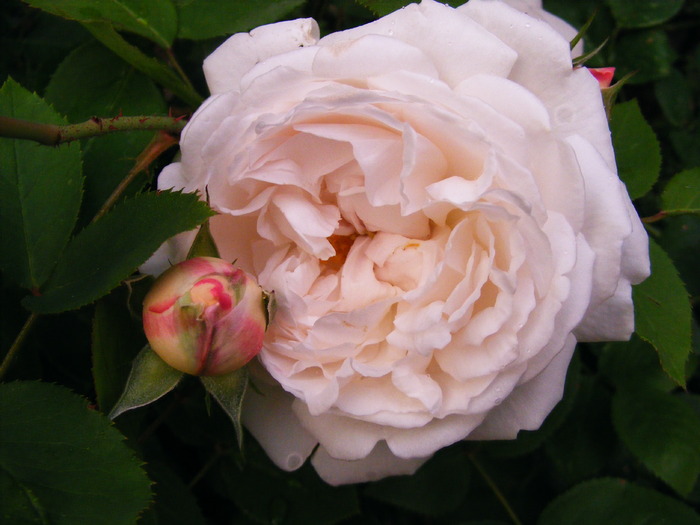 WINCHESTER CATHEDRAL ROSE 2 - TRANDAFIRI 2010