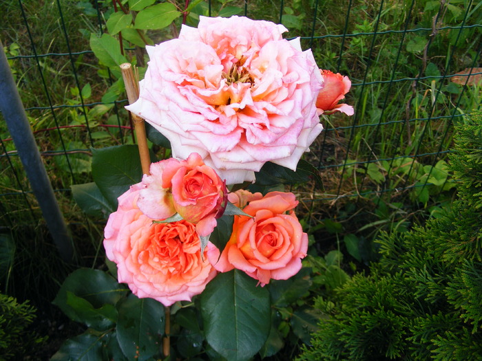 ALBRECHT DURER ROSE 4 - TRANDAFIRI 2010