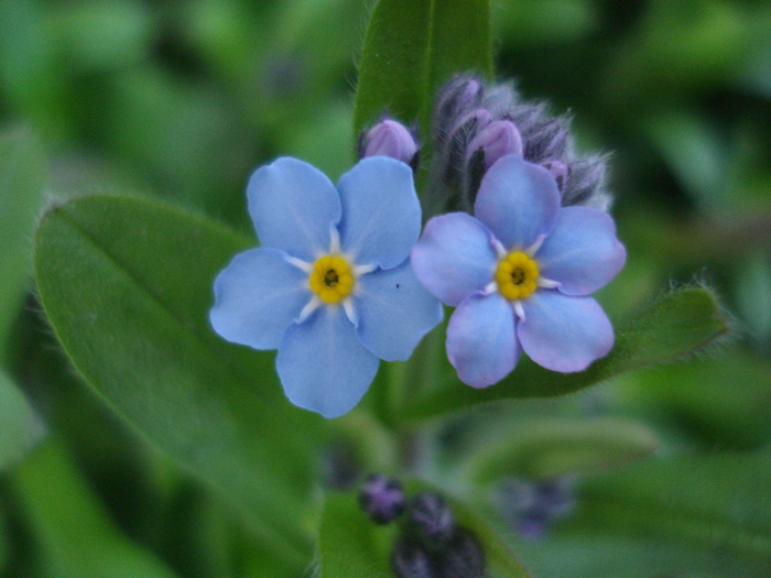 Myosotis alpestris (2010, April 13) - MYOSOTIS Alpestris