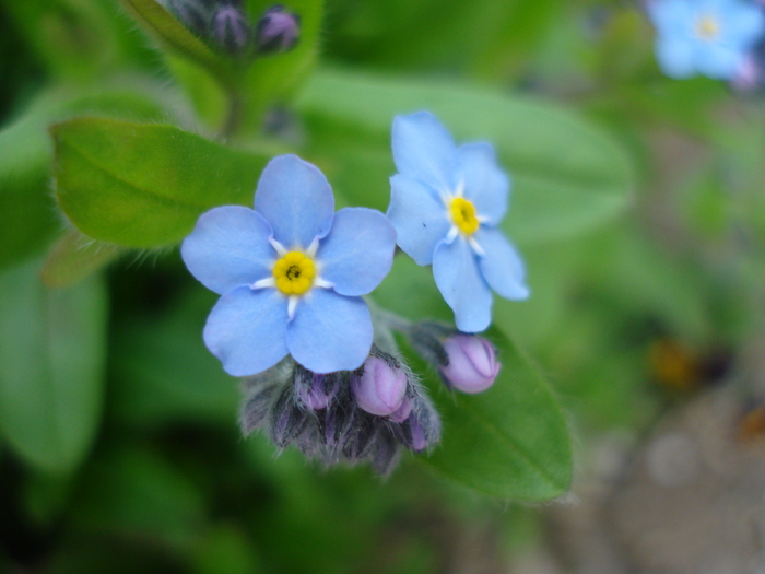 Myosotis alpestris (2010, April 14)