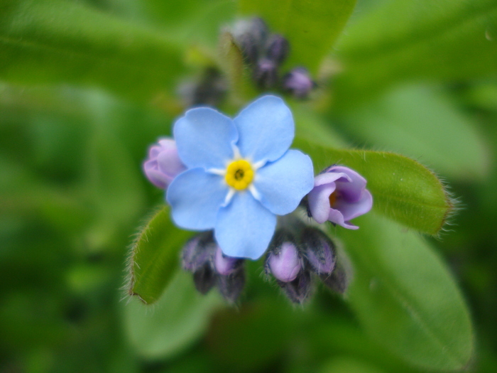 Myosotis alpestris (2010, April 14) - MYOSOTIS Alpestris