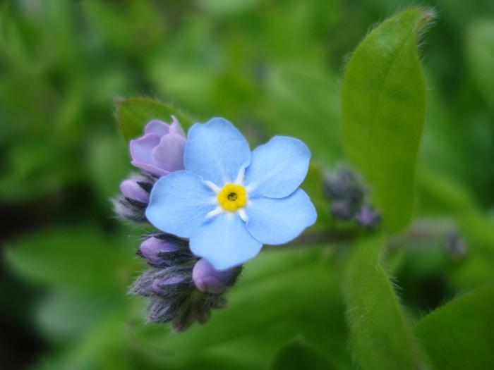 Myosotis alpestris (2010, April 14) - MYOSOTIS Alpestris