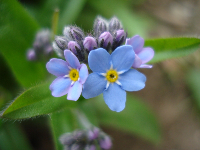 Myosotis alpestris (2010, April 14) - MYOSOTIS Alpestris