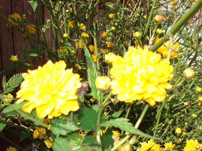 kerria-japonica - flori- gradini