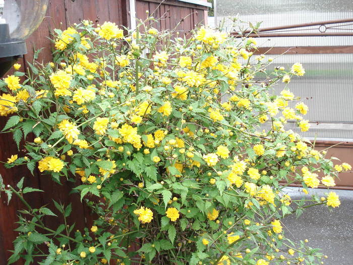 K_Japonica - flori- gradini