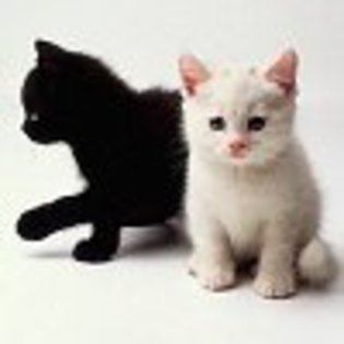 Avatare_cu_Pisici_Mici[1] - pisicutze
