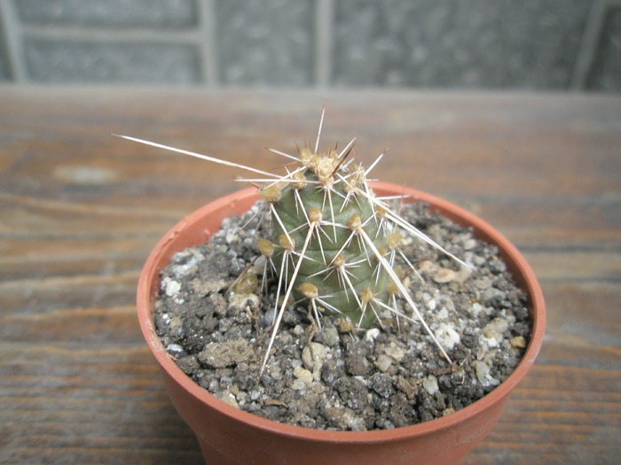 butas... pentru Fabian!