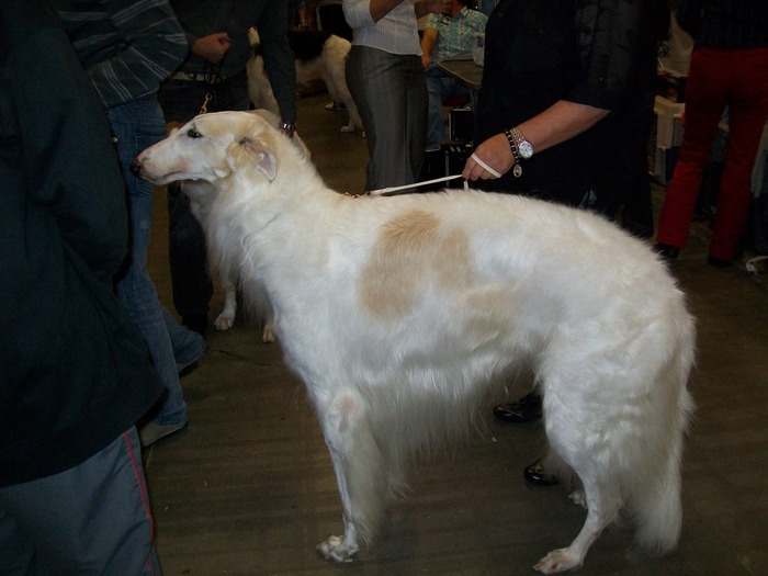 barzoi adult