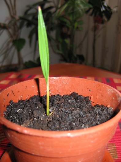 palmier-puiut; din seminte cumparate din spania.din pacare nu mi-am notat ce este.poate este cycas revoluta

