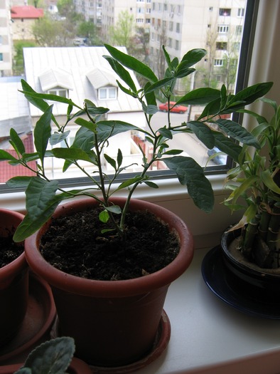 Solanum capsicastrum (marul dragostei sau marul lui adam); nu arata spectaculos, acum e dupa o resuscitare.credeam ca l-am pierdut.sper sa faca si fructe
