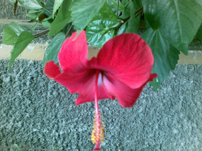 18092009(002) - hibiscus