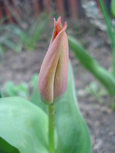 Tulip bud_Lalea (2010, April 11)