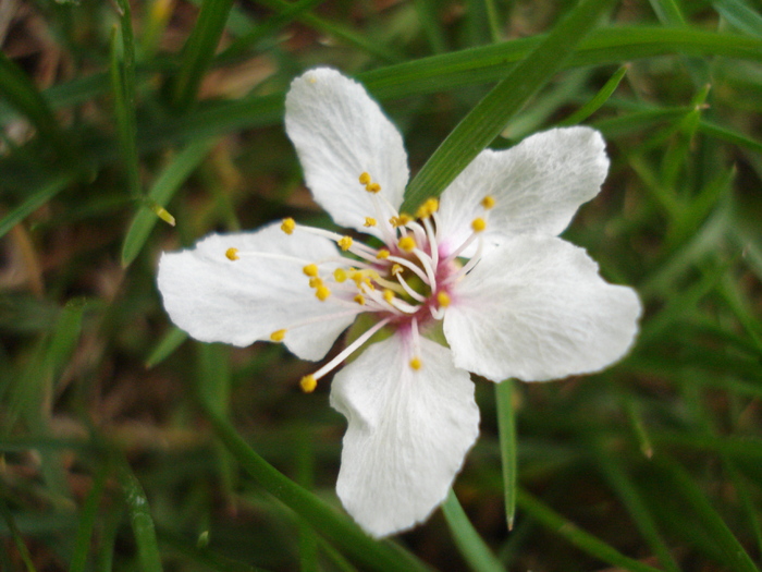 Floare corcodus (2010, April 11)