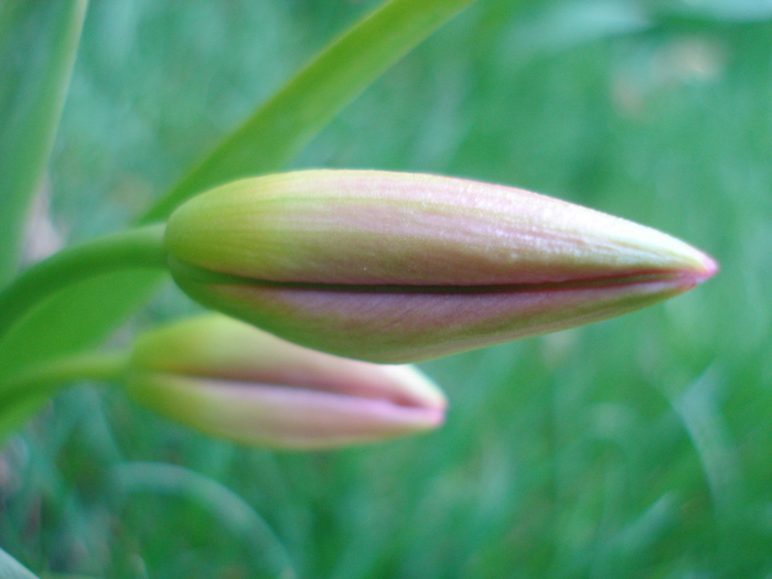Tulipa bakeri Lilac Wonder (2010, April 11)