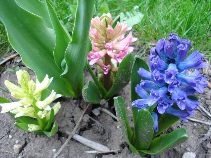 Hyacinths Trio (2010, April 11) - 04 Garden in April